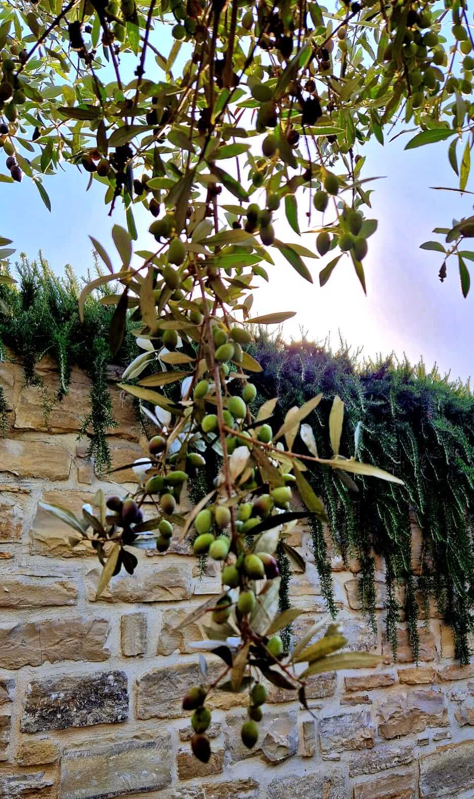 Trails, Treats and Olive Oil